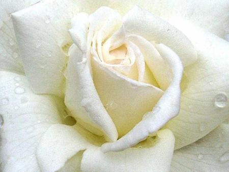 rose blanche
